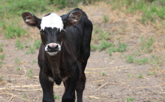 Nebraska produced more than 7.6 billion pounds of beef in 2023, remaining among the nation's leaders in beef production. (Adobe Stock)