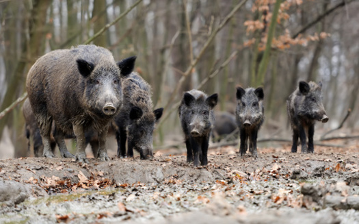 Feral hogs breed year-round and can have up to 12 piglets per litter, making population control difficult. (byrdyak/Adobe Stock)