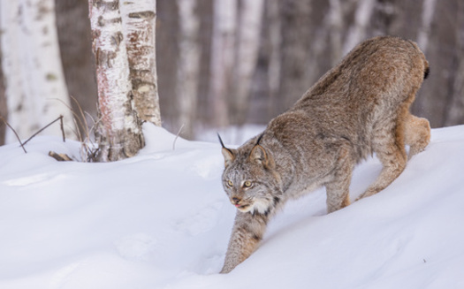 Canada lynx in the contiguous United States were listed as threatened under the Endangered Species Act in 2020, so their habitat must be considered by agencies pursuing logging projects. (Stan/Adobe Stock)