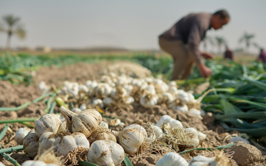 Climate change threatens many New Mexico crops, including chiles, onions, garlic and pecans. (TatianaEvdokimova/Adobe Stock)