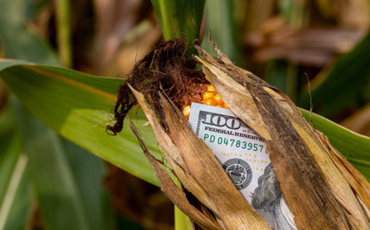 Ohio is the nation's fifth-largest producer of soybeans and corn, making agricultural policies like the Farm Bill critical for its economy. (JJ Gouin/Adobe Stock)