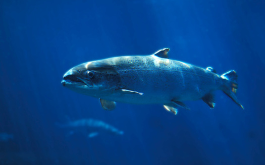Opponents of genetically engineered fish say if they escaped into the wild, they could bring disease and competition to the 25% of freshwater fish, including Atlantic salmon, already at risk of extinction. (Adobe Stock)