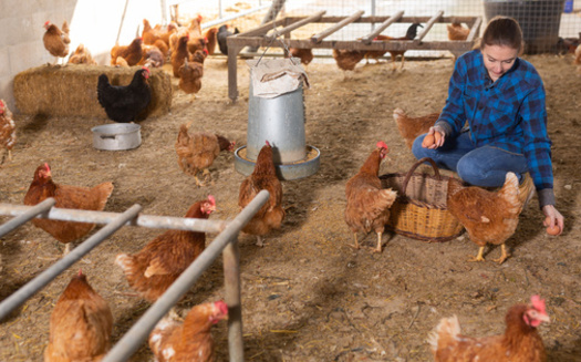 California's Proposition 12 mandated minimum space requirements for egg-laying hens but does not apply to chickens raised for meat. (JackF/Adobe Stock)