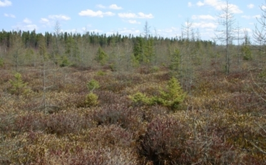 Peatlands store up to 30% of the world's terrestrial carbon despite occupying just 3% of its land surface. (Photo courtesy Minnesota DNR)