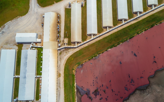 Larger livestock operations have become a flashpoint in Midwestern states, with backers saying they are modernized to feed the world at lower costs. But some local communities and environmentalists remain skeptical, with air and water quality concerns. (Adobe Stock)