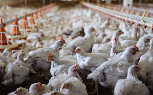 President-elect Trump's pick to head the Department of Health and Human Services, Robert F. Kennedy, Jr., is a fan of raw milk, which can contain dangerous pathogens and spread zoonotic diseases, like avian flu. (Adobe Stock)
