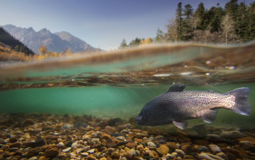 Federal funds will help restore Flint Creek and Jefferson River in Western Montana, benefiting wildlife, including trout, bears and migratory birds. (Melnik/Adobe Stock)