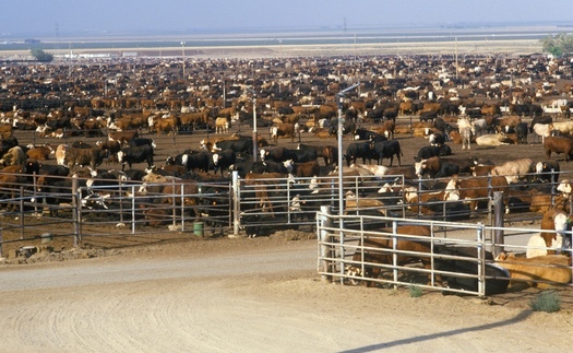 The average Colorado feedlot now holds 13,000 cattle. (Adobe Stock)