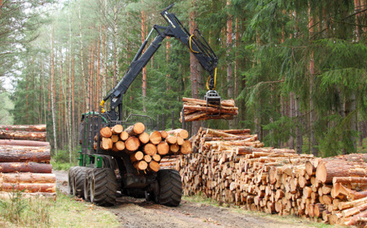 Hurricane Helene swept through 8.9 million acres of Georgia's forestlands on September 26, 2024, causing an estimated $1.28 billion in timber losses. (Adobe Stock) 