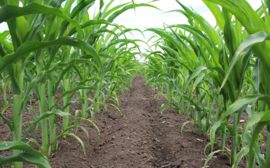 Iowa produces around 2.5 billion bushels of corn annually, making it the nation's top corn-producing state, according to the U.S. Department of Agriculture. (Adobe Stock)