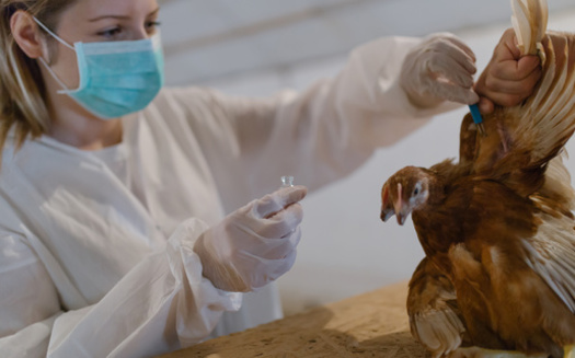 Since 2022, nearly 135 million domestic birds in all 50 states have been affected by avian flu. <br />(hedgehog94/Adobe Stock)<br />