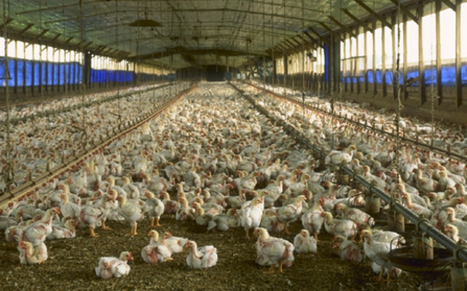 Factory farms are responsible for between 11% and 20% of global greenhouse emissions, according to the group World Animal Protection. (By Larry Rana-USDA, Public Domain/Wikimedia Commons)<br />