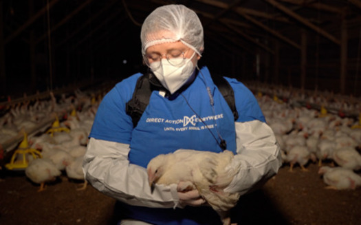 Activist Zoe Rosenberg removed four chickens from Perdue's Petaluma Poultry farm and brought them to a veterinarian for medical treatment. (Direct Action Everywhere)