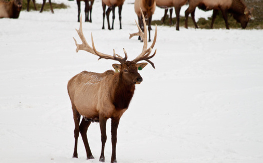 Chronic Wasting Disease was first detected in Wyoming in 1985. According to the Wyoming Game and Fish Department, as of 2023, the disease had been identified in 92% of the state's mule deer herds and 49% of its elk herds. (Adobe Stock)