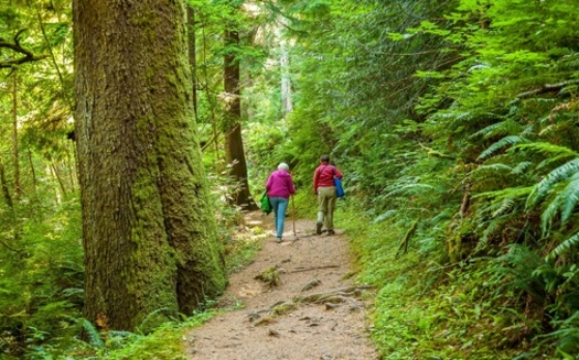 Less than 10% of forests in the lower 48 remain untouched by logging or development. (Bob/Adobe Stock) 