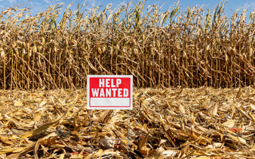 More than half of U.S. crop workers are undocumented immigrants or seasonal H-2A visa workers. Mass deportations would reduce workers in the farming industry without a workforce reserve to bolster it. (Adobe Stock)
