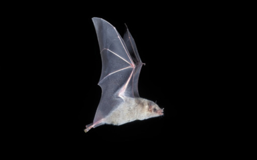 The Mexican long-nosed bat could only be differentiated from the lesser long-nosed bat by capturing the species in hand and measuring the bat's third finger, according to Bat Conservation International. (J. Scott Altenbach/Bat Conservation International)