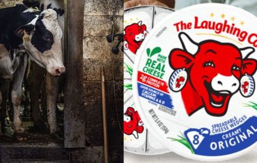 Depictions on food marketing often do not reflect actual conditions for cows and other animals being raised in factory farms. (We Animals)