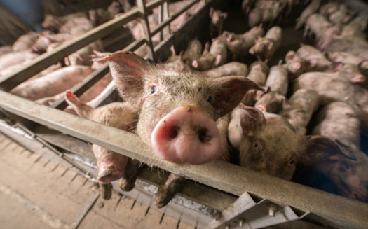 Prior to this legislative session, a North Dakota task force studied ways to update setback standards for animal feedlot operations and how close they sit near townships. It comes amid growing national debate over the harmful effects of so-called factory farms. (Adobe Stock)