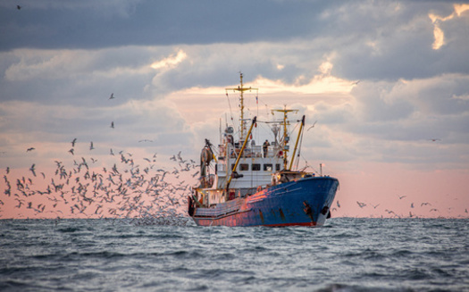 Researchers from the Center for a Livable Future at Maryland's Johns Hopkins University looked at fisheries in Alaska, Norway and Vietnam to explore sustainable practices for fish byproducts. (Adobe Stock)