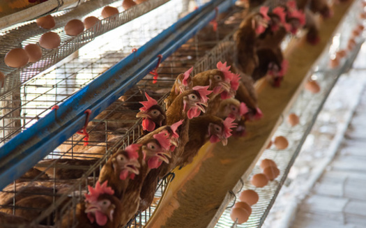 Salmonella, campylobacter, listeria and E. coli are among the leading bacterial causes of foodborne illnesses resulting in hospitalizations and death. (Adobe Stock)