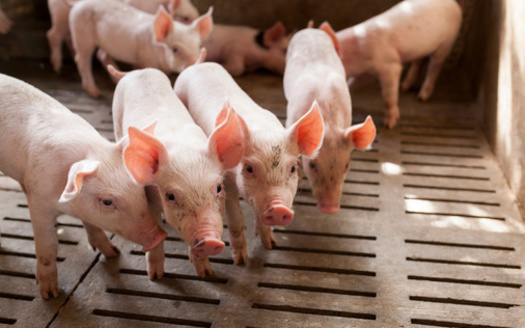 Indiana raises about 4.5 million hogs annually, making it the nation's 5th largest pork producer, according to the U.S. Department of Agriculture. (Adobe Stock) 