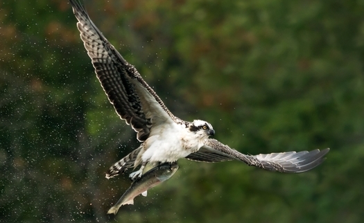 Menhaden are a critical part of the diet of ospreys in the Chesapeake Bay region. A study showed when menhaden stocks are low, osprey chicks have a diminished chance of surviving to adulthood. (Adobe Stock)
