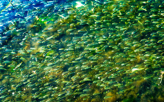 While New York state's menhaden catch laws went into effect in 2019, the Atlantic States Marine Fisheries Commission set a coast-wide catch limit on menhaden in 2012. (Adobe Stock)