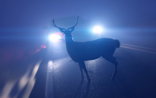Virginia motorists collide with many animals, including bald eagles, according to Meg Gammage-Tucker, president of the Wildlife Center of Virginia. (Adobe Stock)