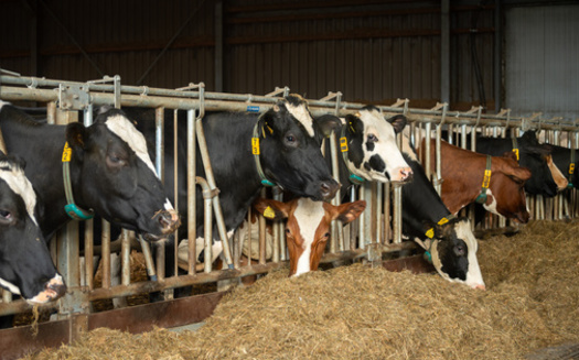 The Stand Up to Factory Farms coalition is made up of more than 25 organizations concerned about the harmful impacts of factory farms on Oregon family farms, environment, public health and animal welfare. (barmalini/Adobe Stock) 