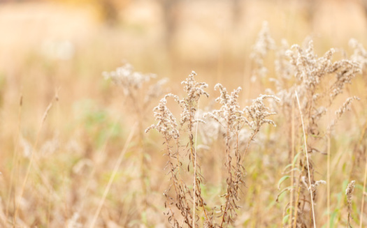 A new study looking at drought impacts on grasslands found that such lands in China saw a 43% reduction in annual productivity, compared with just a 25% reduction in North America under the same conditions. (Adobe Stock)