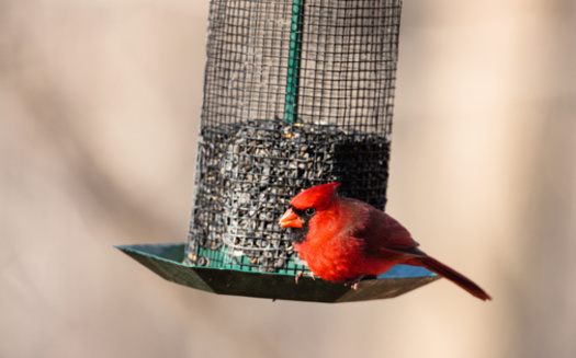 The most identified bird in the United States in 2024 was the Northern Cardinal. (Adobe Stock) 