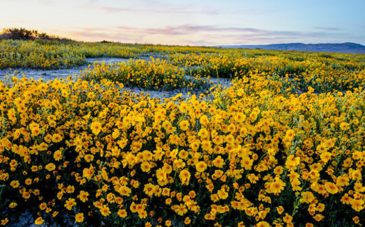 In 2023, the Biden administration ordered a Bakersfield oil company to remove old oil rigs from Carrizo Plain National Monument in Central California. (Bob Wick/BLM)