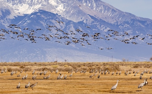Each year, visitors flock to Monte Vista in Colorado's San Luis Valley for a chance to see Greater Sandhill Cranes. (Adobe Stock) 