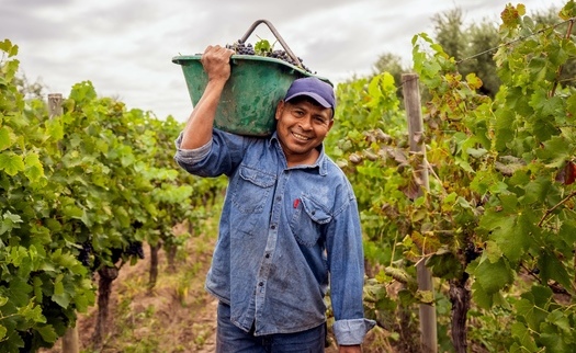 Immigrant farmworkers make up an estimated 73% of agriculture workers in the United States. (Adobe Stock)