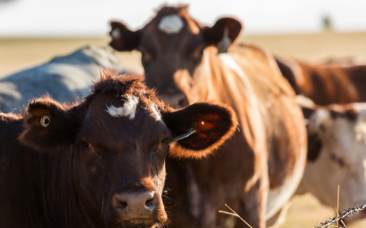 Meatpacking is a concentrated industry, with the four largest firms handling 85% of all steer and heifer purchases and 67% of all hog purchases, according to USDA data.(Adobe Stock)<br />