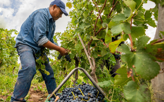 More than 60,000 people in Oregon could benefit from expanding food benefits to undocumented residents. (Franco Capotosti/Adobe Stock)