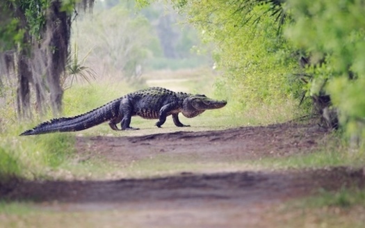 After years of collaboration among conservationists, scientists and policymakers, the Florida Wildlife Corridor Act was signed into law on June 29, 2021, with unanimous bipartisan support from the Florida Legislature. (Adobe Stock)
