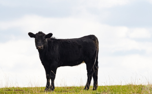 Iowa farmers raised about 3.5 million head of cattle in 2024, making the state the ninth-largest beef producer in the nation. (Adobe Stock)