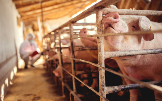 Concentrated animal feeding operations are major polluters of the air and water, yet less than a third in Illinois have National Pollutant Discharge Elimination System permits, which are required when discharging livestock waste. (Adobe Stock)