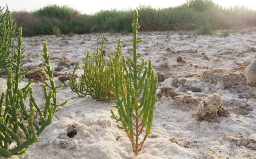 Salicornia grows around a salt lake in Saudi Arabia. The plant is also known as samphire, sea beans, sea asparagus, glasswort, or pickleweed. (Gabriele Fiene)