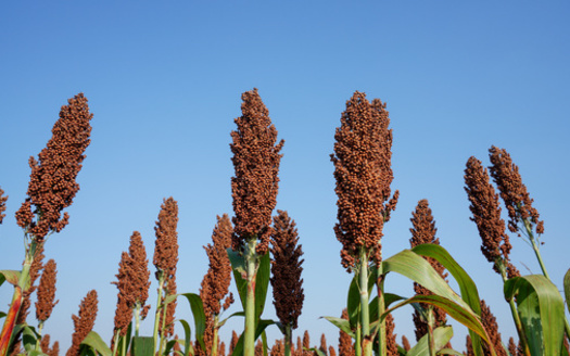Sorghum matures quickly, some types in as little as 75 days, and can provide up to three harvests a year. (Adobe Stock)