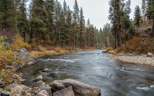 More than half of respondents to a new poll in Idaho said habitat loss is a problem for fish and wildlife. (OLya_L/Adobe Stock)