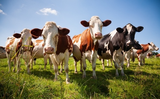 Fewer than 1% of cattle are lost to wolves, compared to 11.3% killed by dogs and 9.3% that succumb to weather. (Willy Mobilo/Adobe Stock)