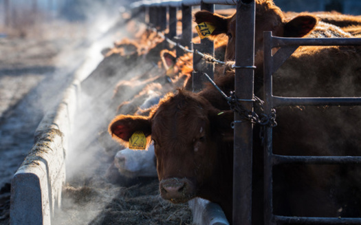 The U.S. Meat Animal Research Center in Clay Center, Nebraska, employs about 120 people, many of whom are facing layoffs. (Adobe Stock)