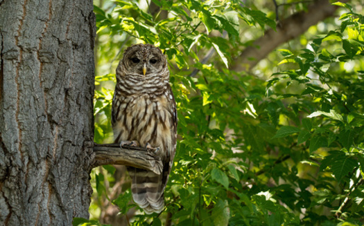 The Northern Spotted Owl has been the subject of many lawsuits impacting forest management in Oregon and Washington for decades. (gevans/Adobe Stock) 