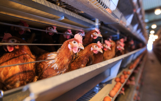 Sentient reports the animal death toll from avian flu highlights the sheer number of chickens and eggs humans eat on a regular basis. The American diet is highly dependent on chickens as a protein source. (Adobe Stock)