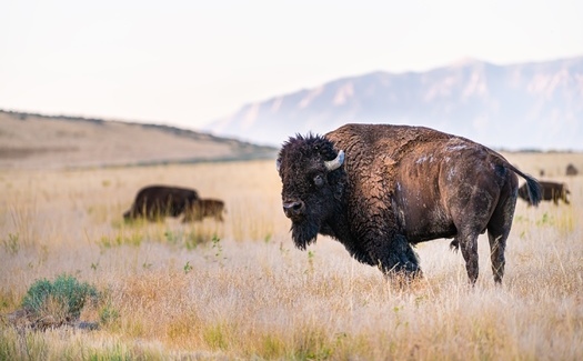There are more than 500,000 buffalo in North America today, but nearly all of those are livestock, in commercial herds and owned by private landowners. (Adobe Stock)