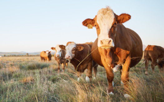 A report from Farm Action called 