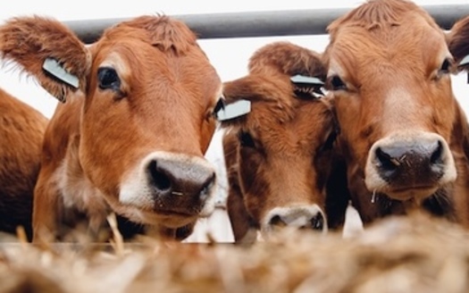 A Farm Action report, 